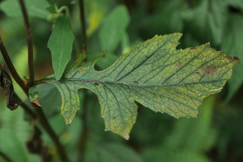Crassocephalum crepidioides