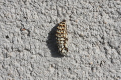 Melitaea didyma