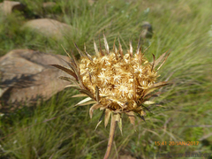 Berkheya carlinopsis