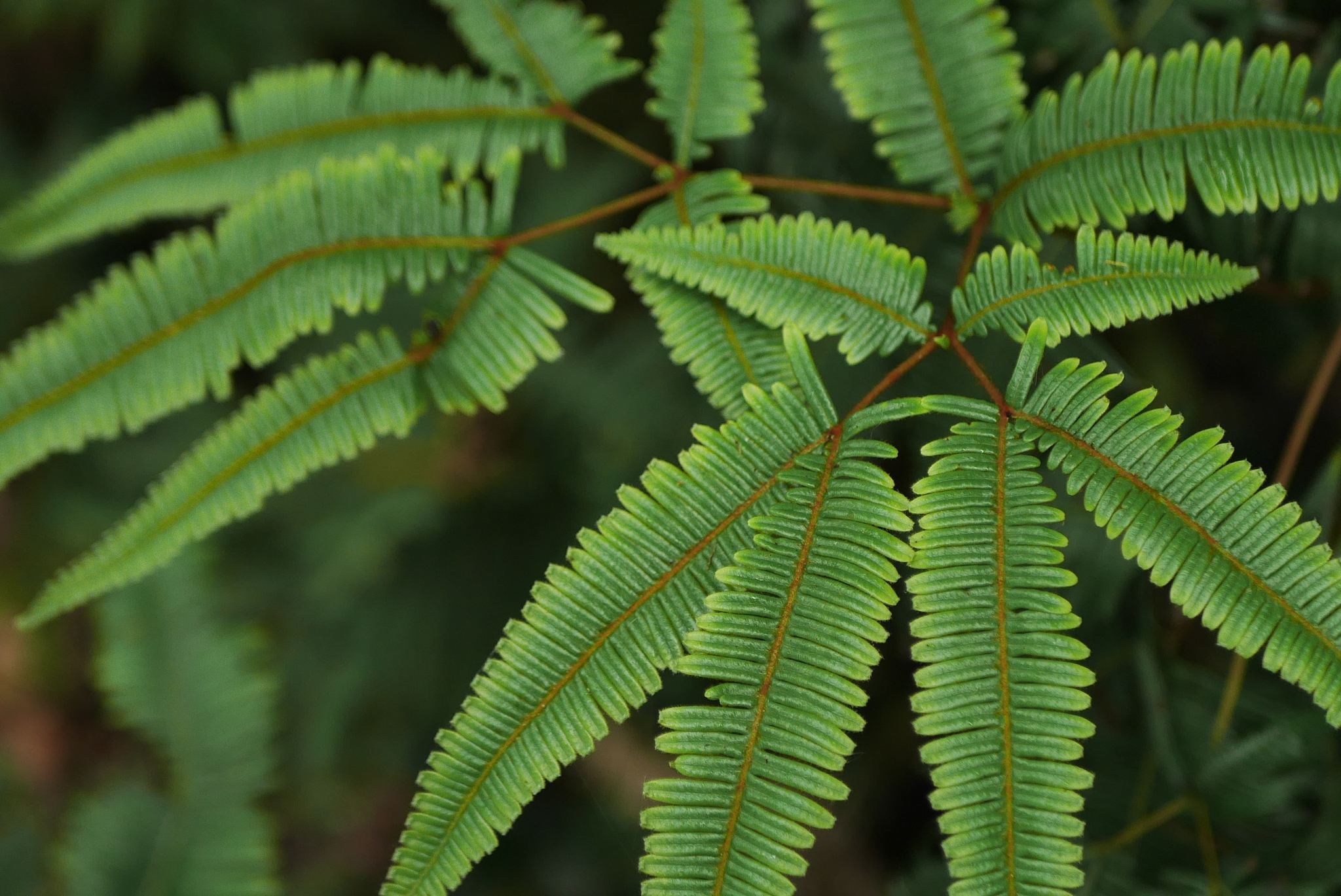 Dicranopteris linearis