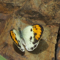 Colotis auxo