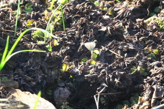 Catochrysops