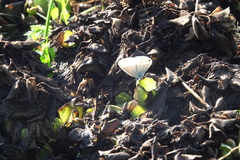 Catochrysops