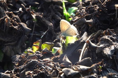 Catochrysops