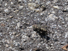 Cicindela gemmata