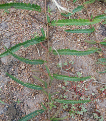 Corchorus asplenifolius image