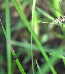 Proboscidocoris malayus