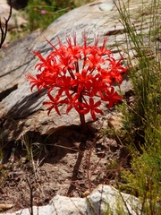 Brunsvigia marginata