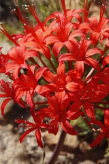 Brunsvigia marginata