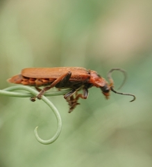 Cantharis coronata