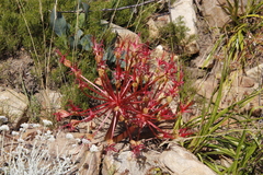 Brunsvigia marginata