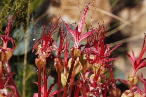 Image of Brunsvigia marginata by (c) Tony Rebelo, some rights reserved (CC BY-SA)