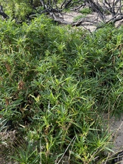 Solanum vescum