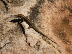 Liopholis personata