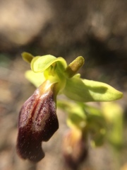 Ophrys fusca