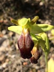 Ophrys fusca