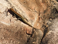 Liopholis personata