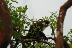 Cercopithecus ascanius schmidti
