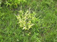 Croton bonplandianus