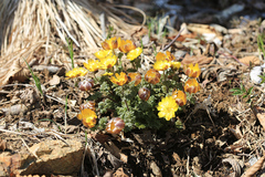 Adonis amurensis