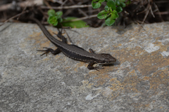 Takydromus tachydromoides