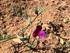 Lathyrus clymenum