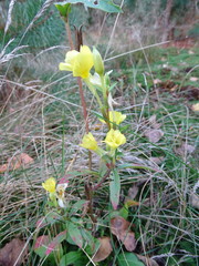 Oenothera acutifolia
