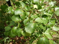 Erythrophleum chlorostachys