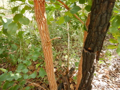 Erythrophleum chlorostachys