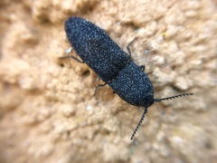 Lacon punctatus