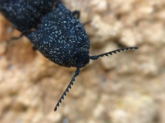 Lacon punctatus