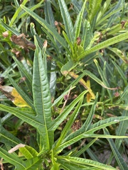 Solanum vescum