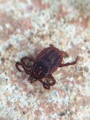 Rhipicephalus sanguineus