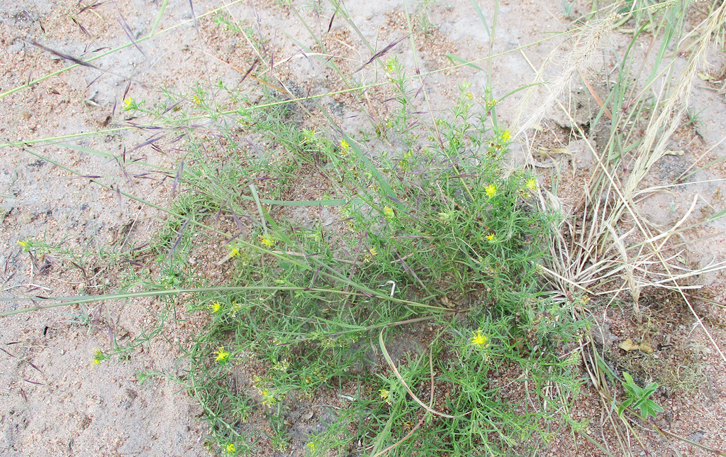 Toiing from Ledumadumane Gaborone on March 31, 2021 by Botswanabugs