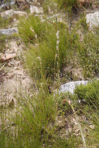 Image of Cymbopogon marginatus by (c) Tony Rebelo, some rights reserved (CC BY-SA)