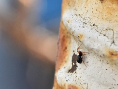 Entelecara acuminata