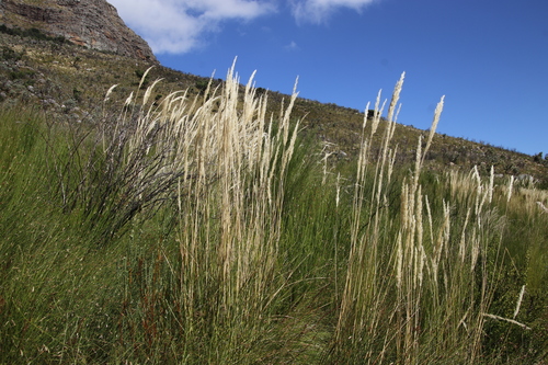 Image of Capeochloa cincta by (c) Tony Rebelo, some rights reserved (CC BY-SA)