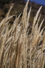 Capeochloa cincta