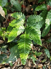 Pteris grevilleana