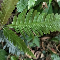 Pteris grevilleana