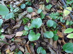 Pyrola rotundifolia