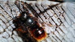 Osmia cornuta