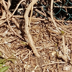 Podarcis muralis