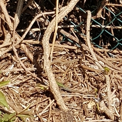 Podarcis muralis