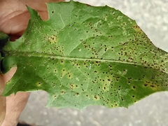 Puccinia hieracii