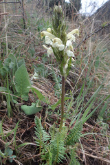 Pedicularis dolichorrhiza