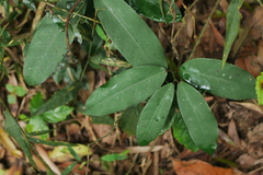 Anodendron benthamianum