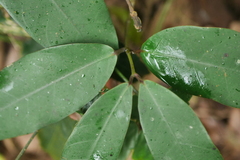 Anodendron benthamianum
