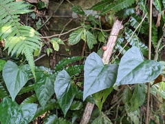 Zehneria japonica