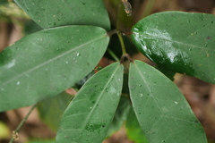 Anodendron benthamianum